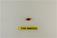 藏品(四角丑招潮蟹)的圖片